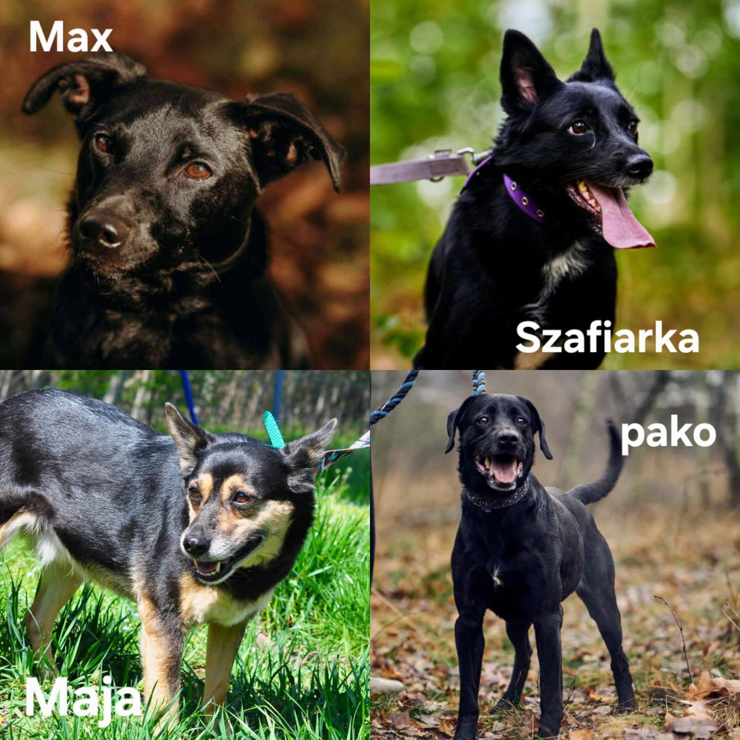zdjęcia psów