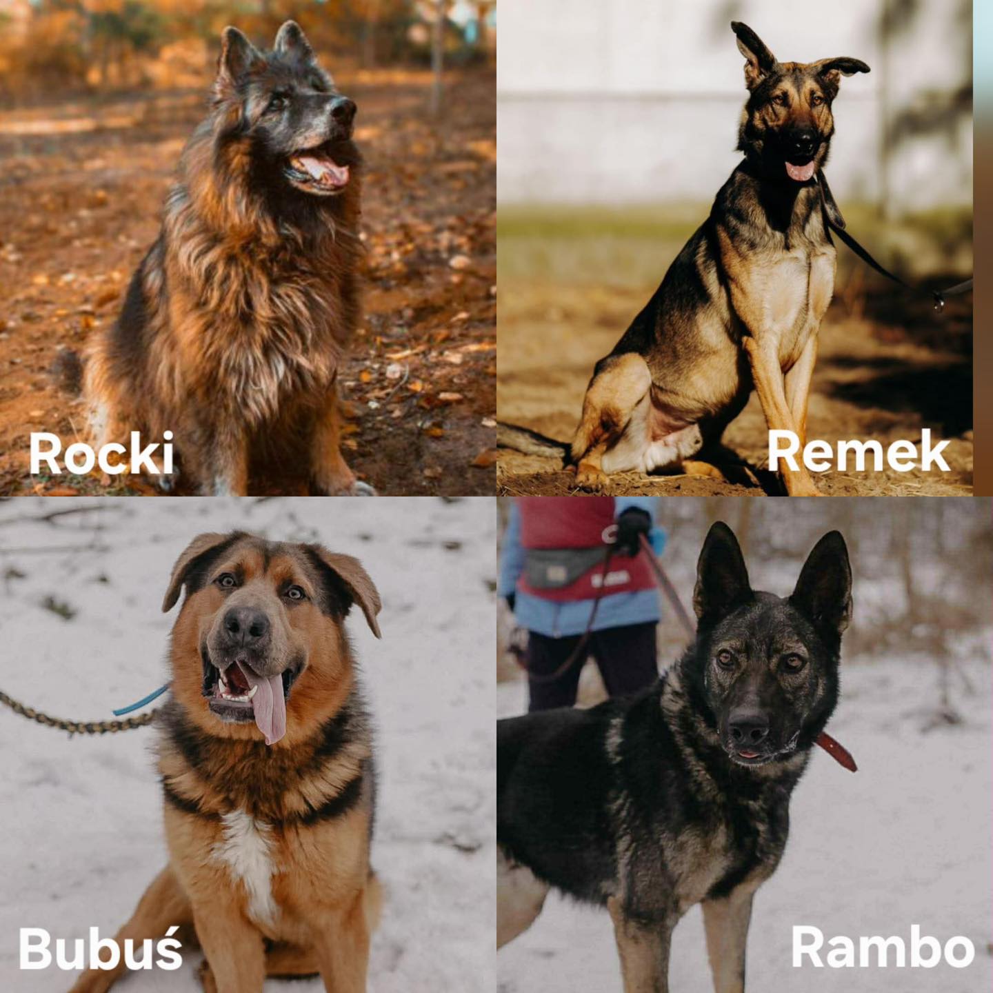 zdjęcia psów