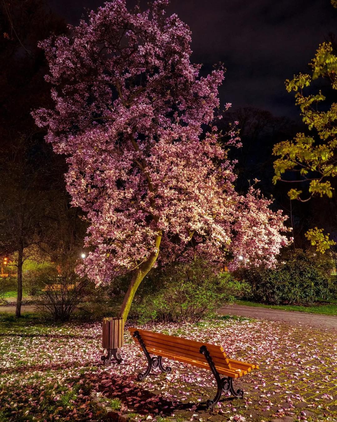 magnolia w Parku Chopina wieczorową porą