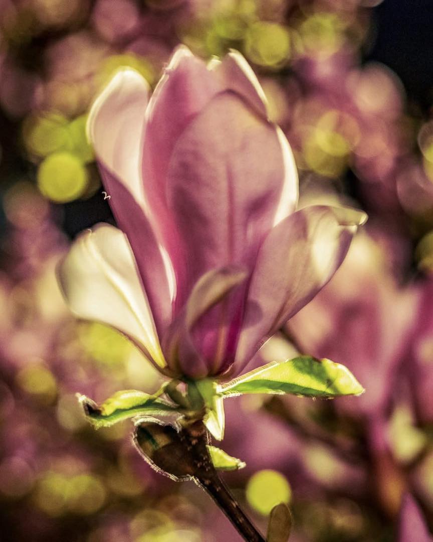 kwiat magnolii z bliska