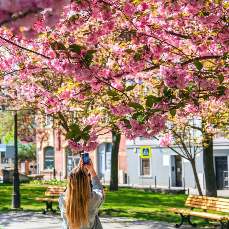 dziewczyna robi zdjęcia drzewu z różowymi kwiatami