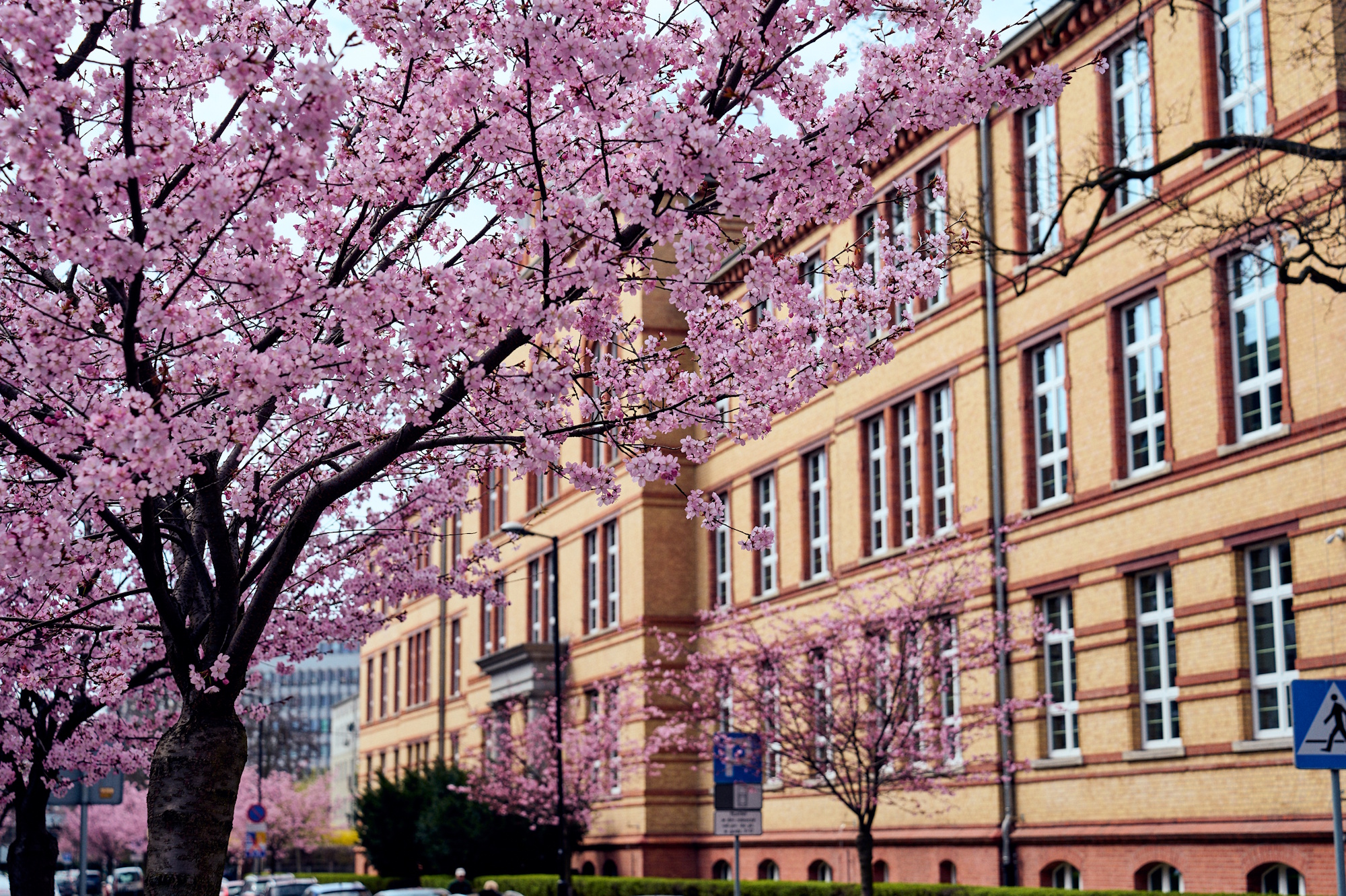 kwitnące drzewo, w tle budynek szkoły muzycznej