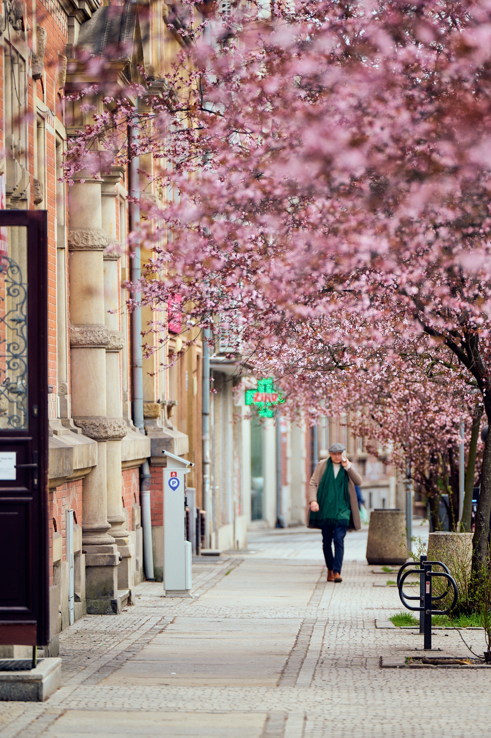 Plan Inwalidów Wojennych i kwitnące drzewo