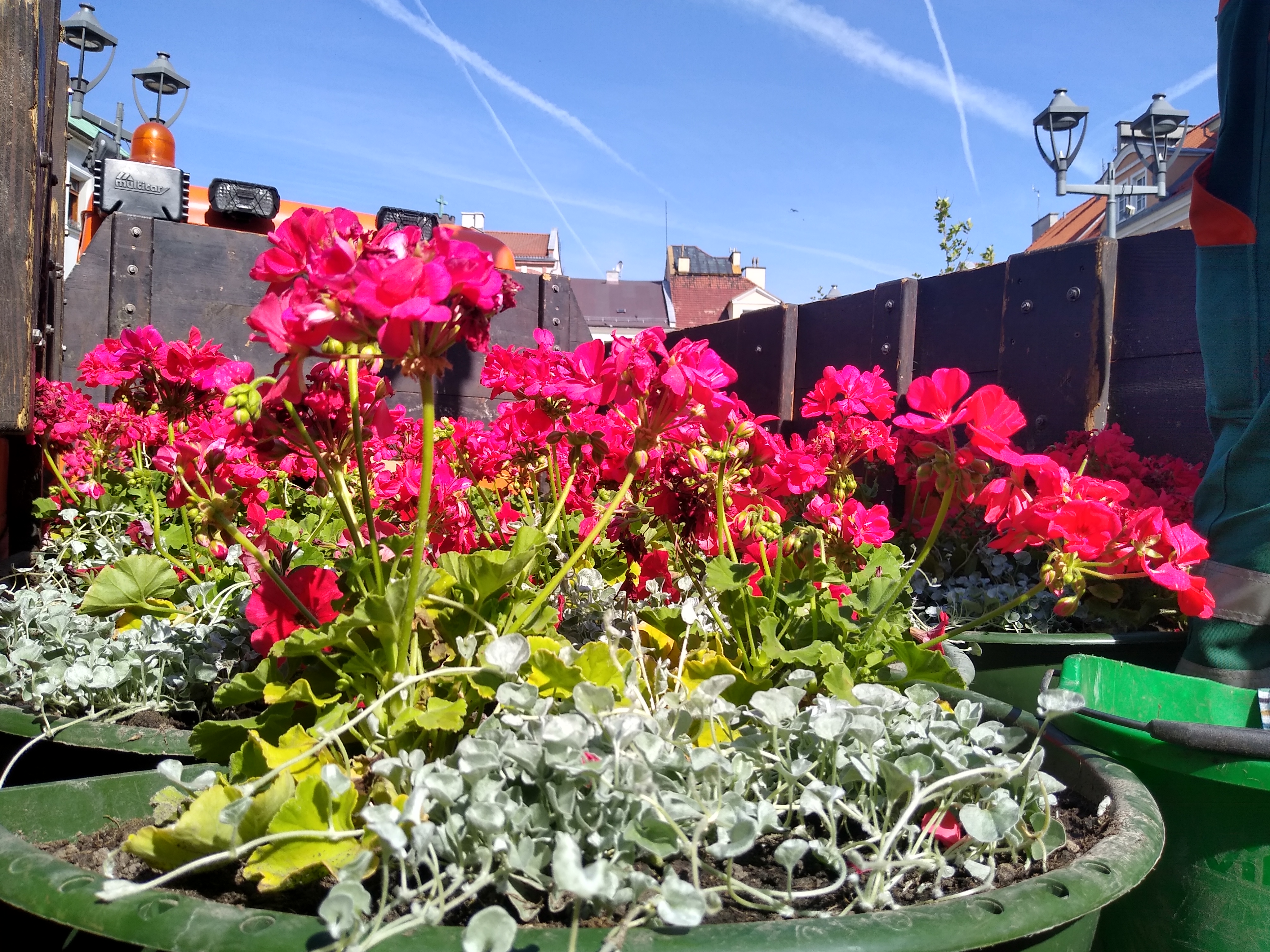 Fot. M.Foltyn/UM Gliwice pelargonie na Rynku