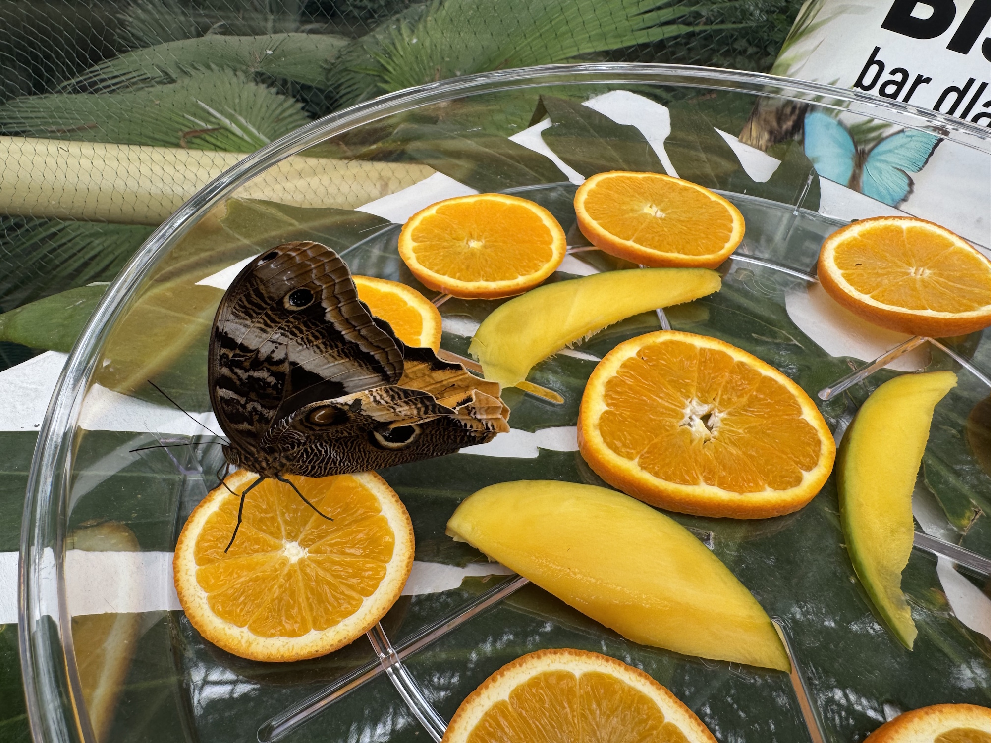 motyl na plasterkach pomarańczy