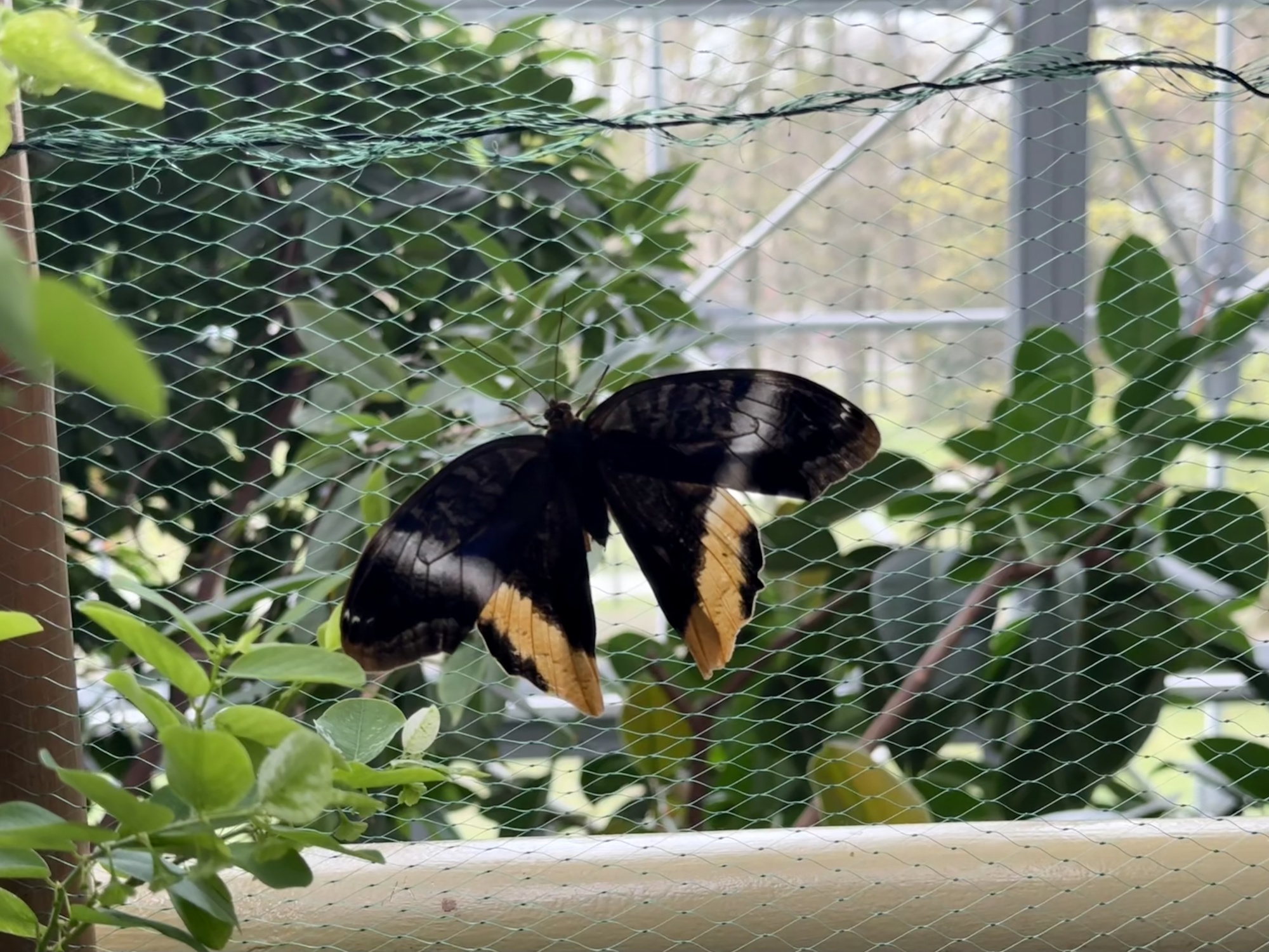 motyl na siatce w Palmiarni