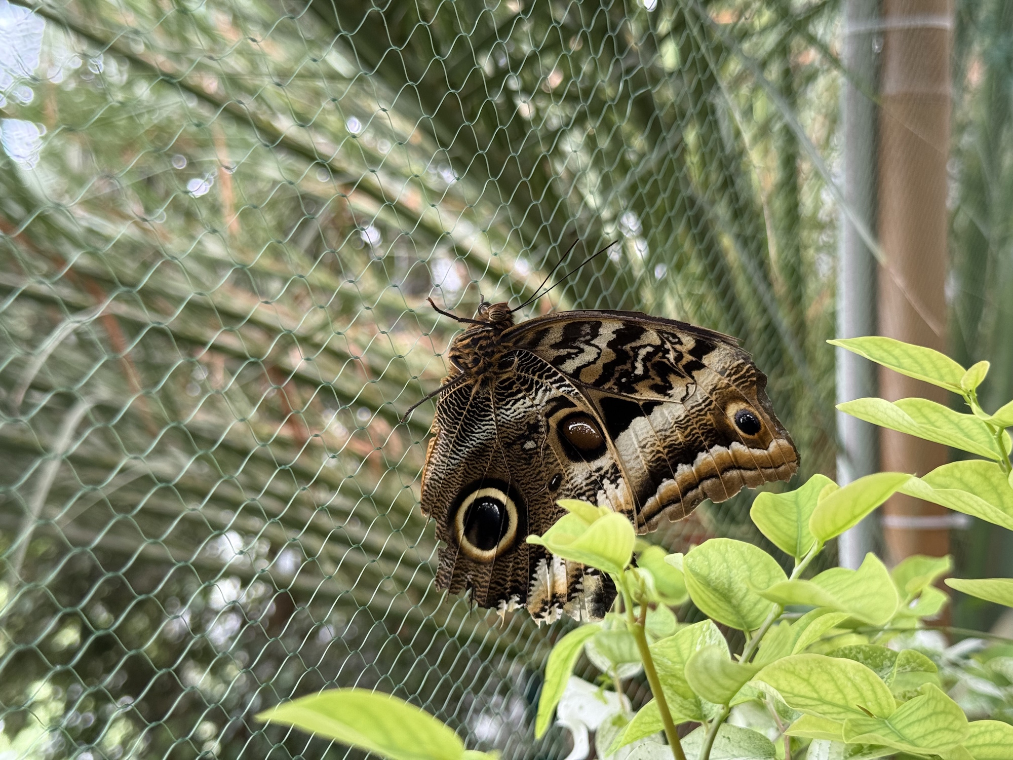 Brązowy motyl w Palmiarni. Na skrzydłach ma duże oko
