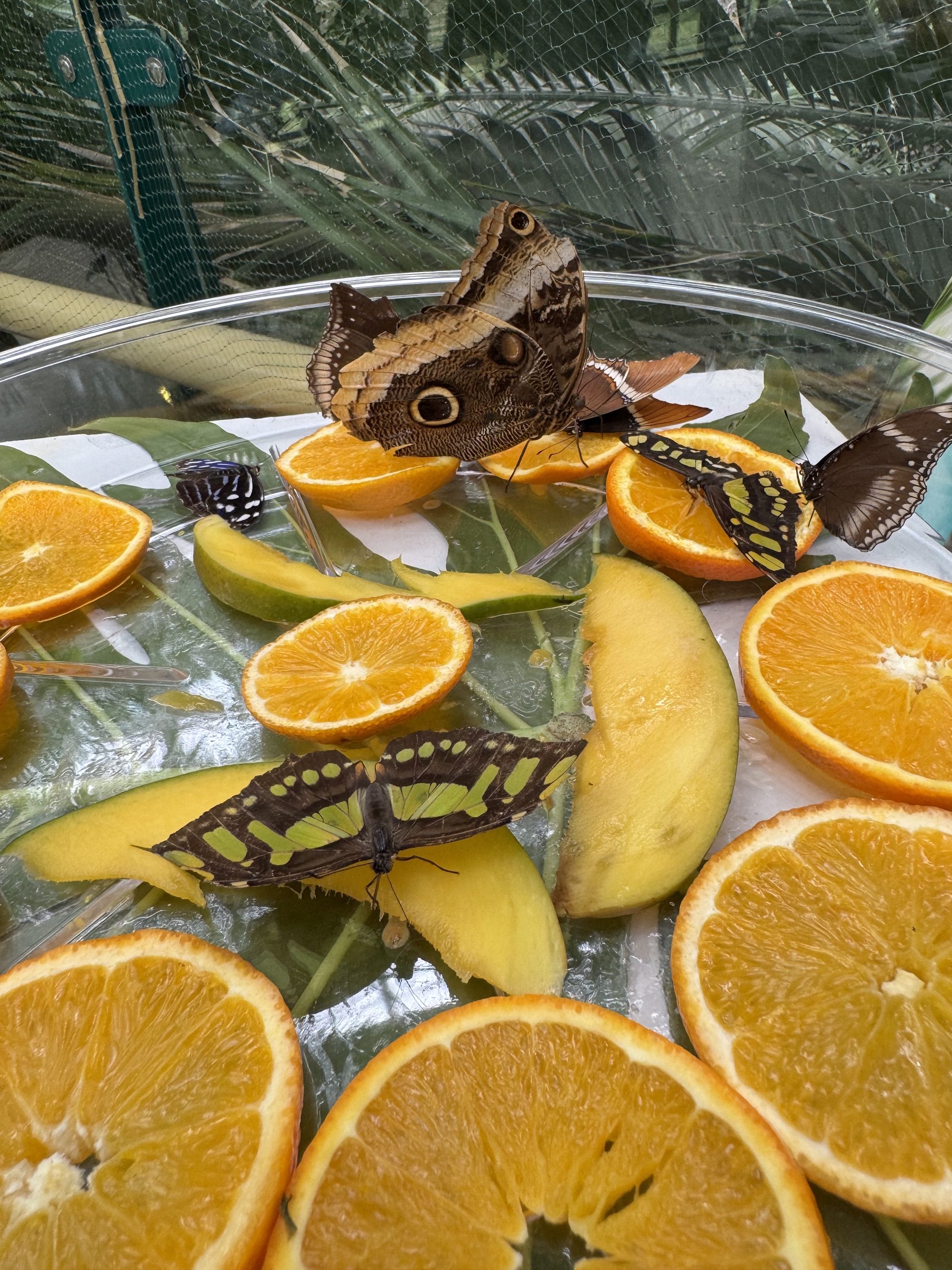 motyle na plasterkach owoców