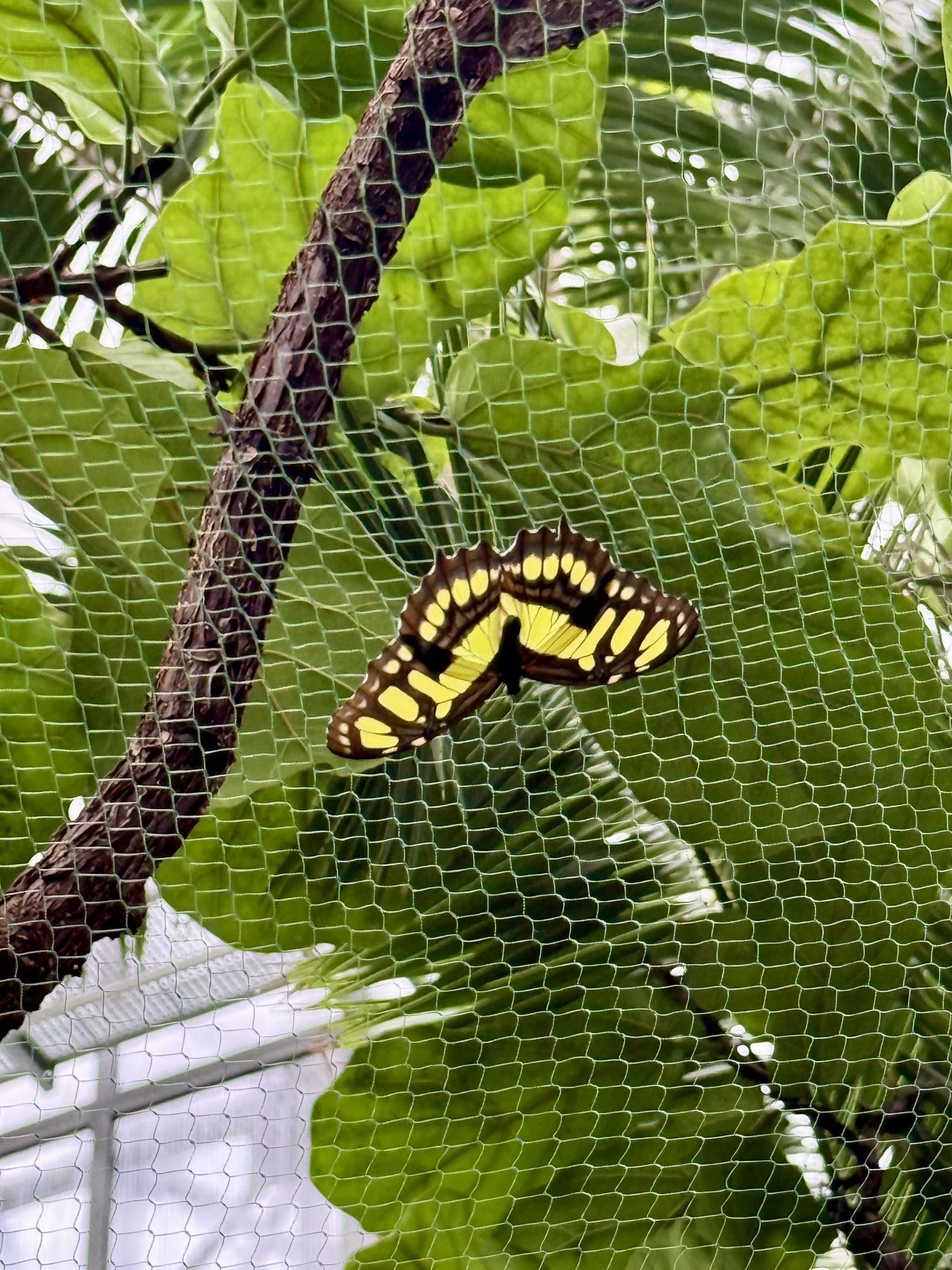 żółty motyl w Palmiarni
