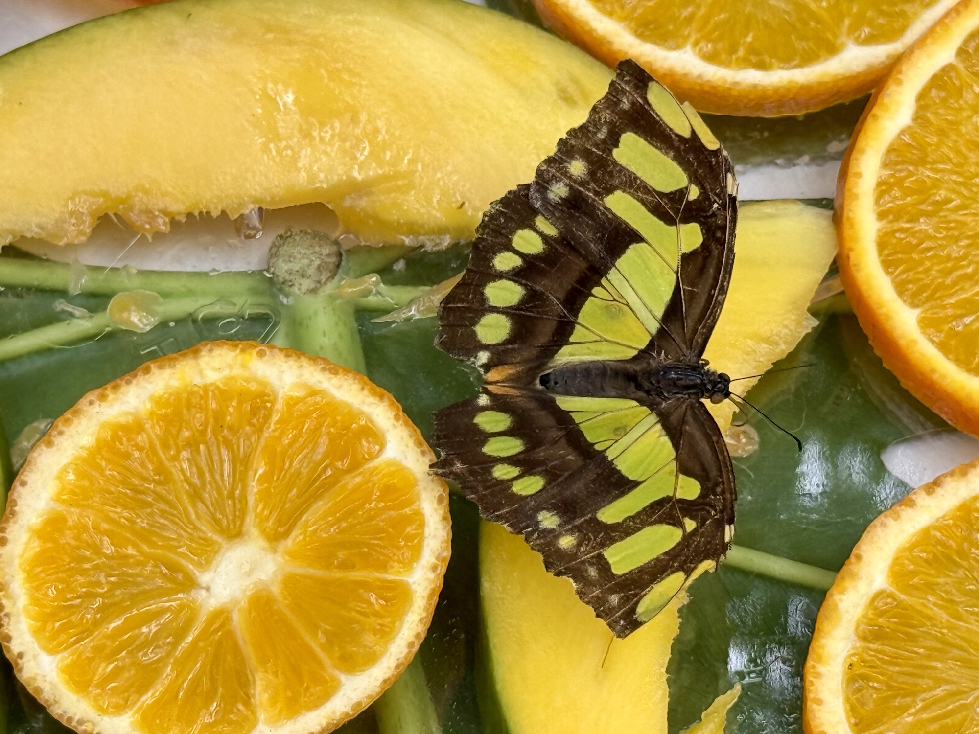zielony motyl na plasterkach owoców