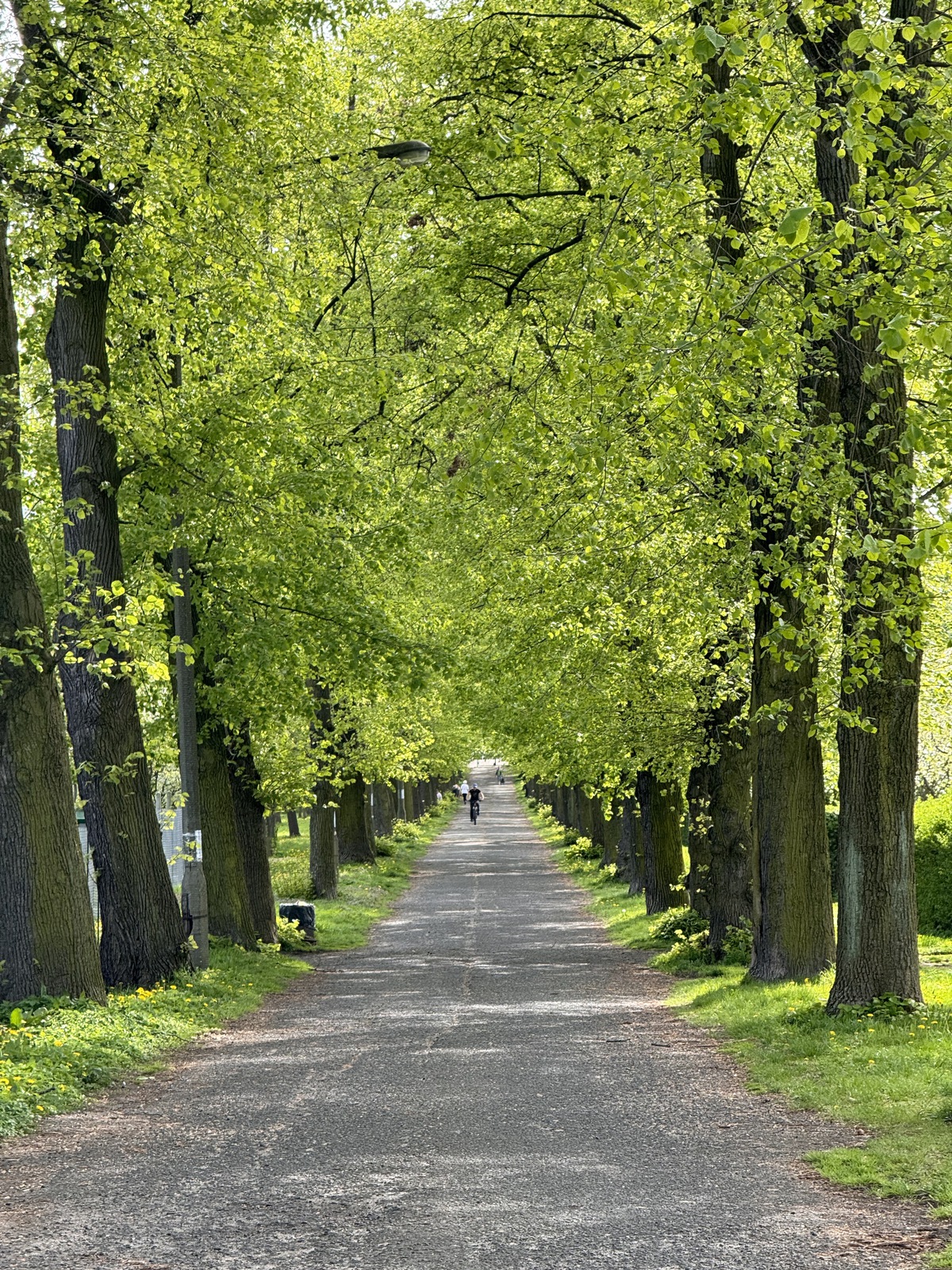 wysokie, zielone drzewa wzdłuż alei