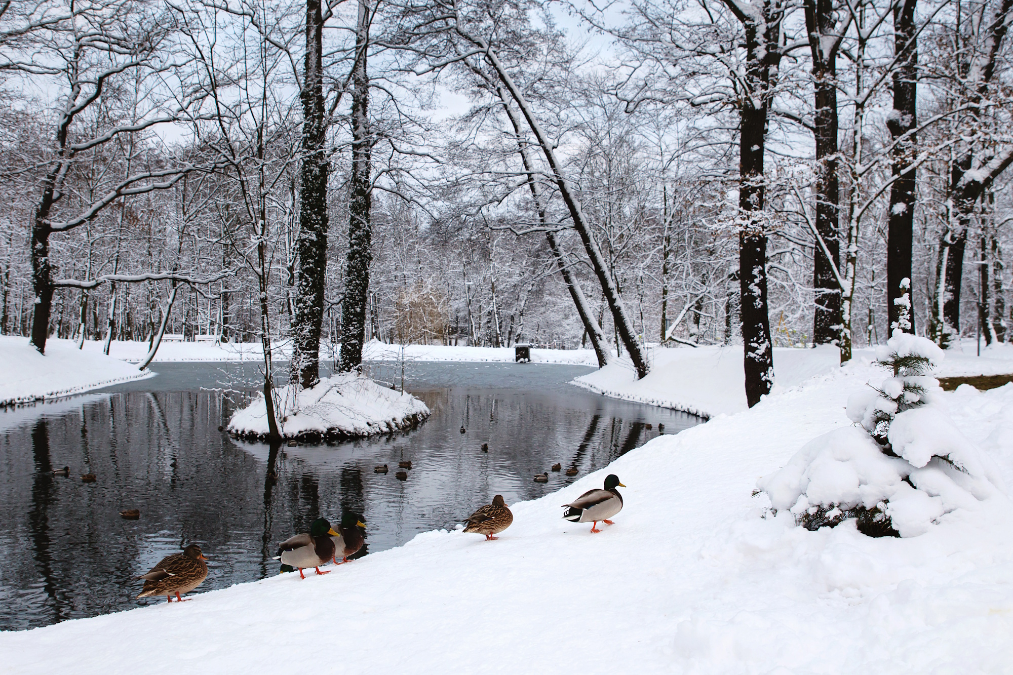 Park Szwajcaria w śniegu, na śniegu kaczki