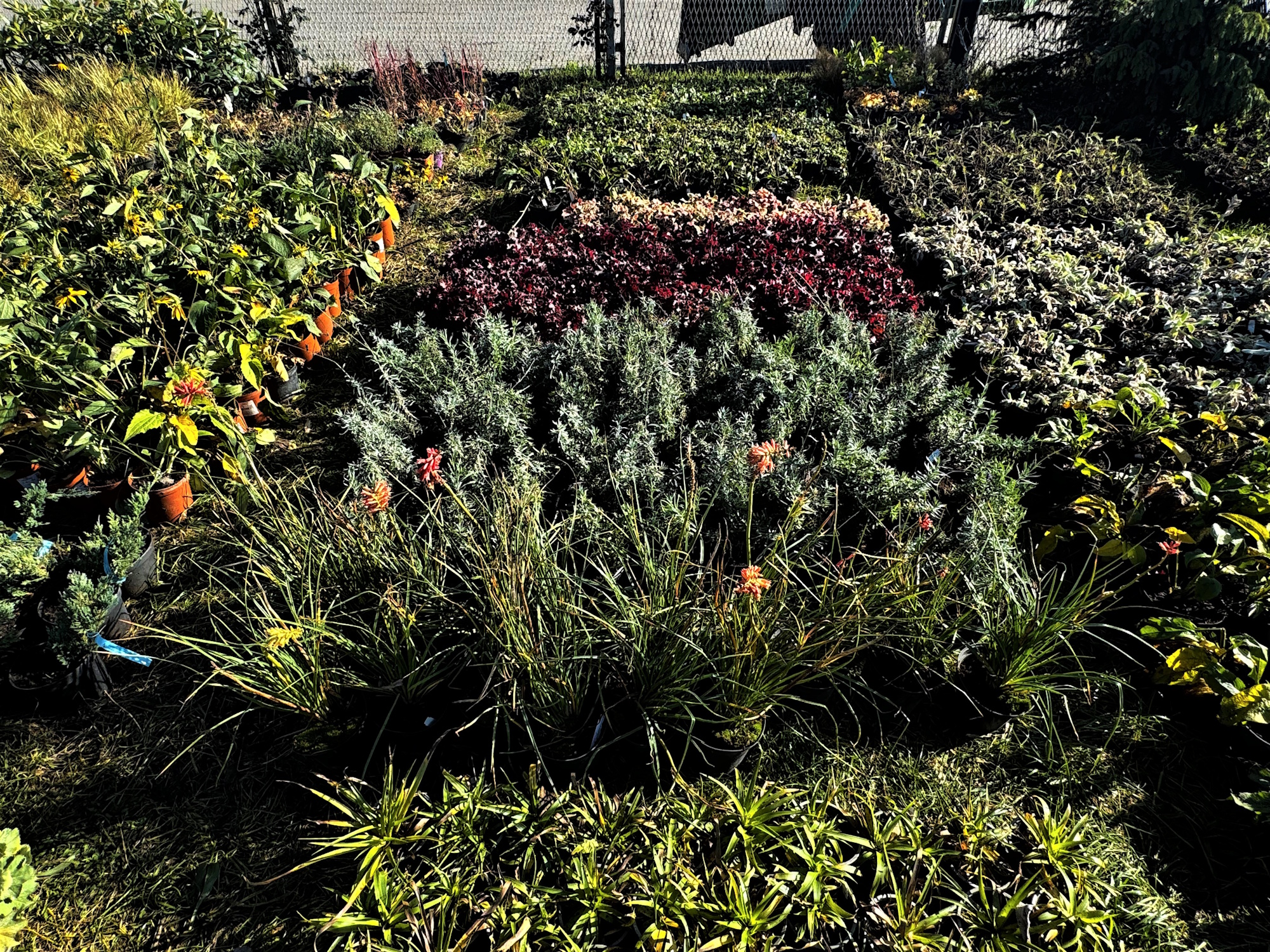 rośliny w bazie MZUK