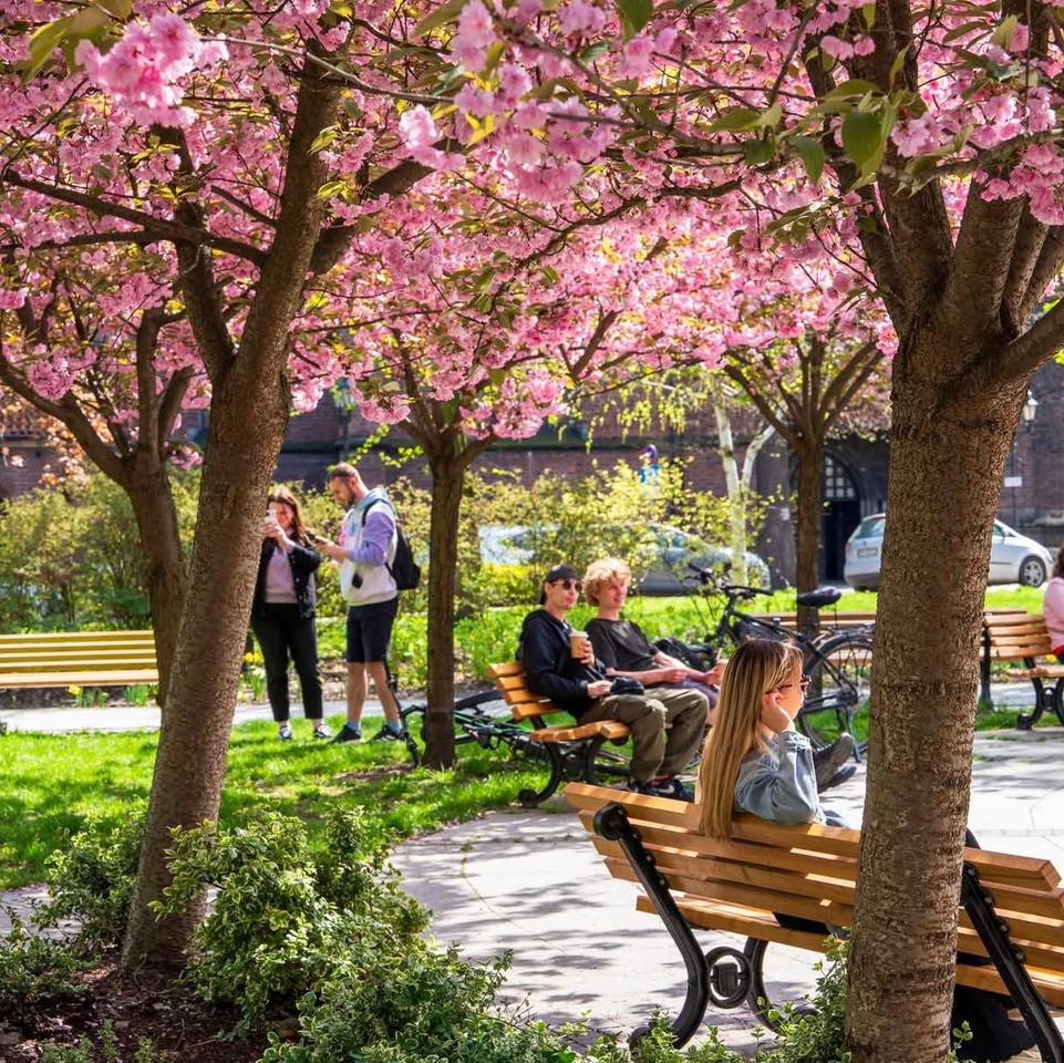 ludzie siedzą na ławkach i spacerują wśród drzew ukwieconych na różowo