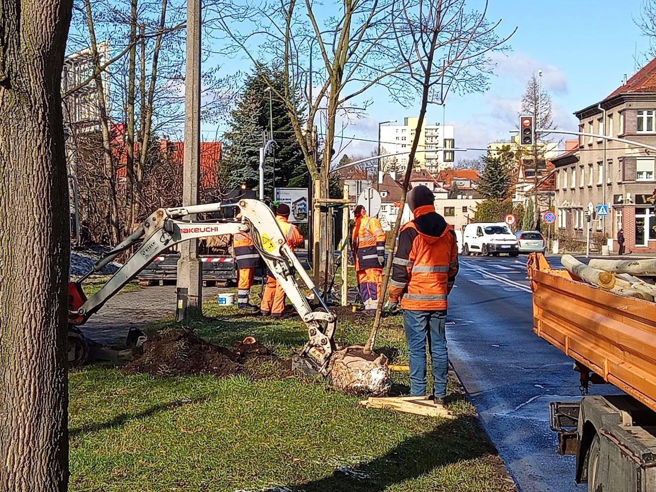 Zielony Trynek – kilkadziesiąt nowych drzew 