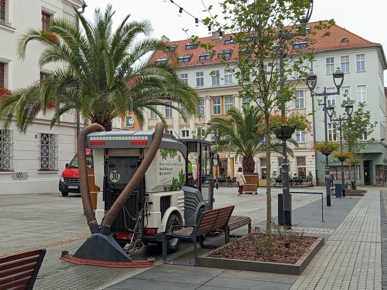 maszyna sprzątająca na Rynku, Ratusz, palmy