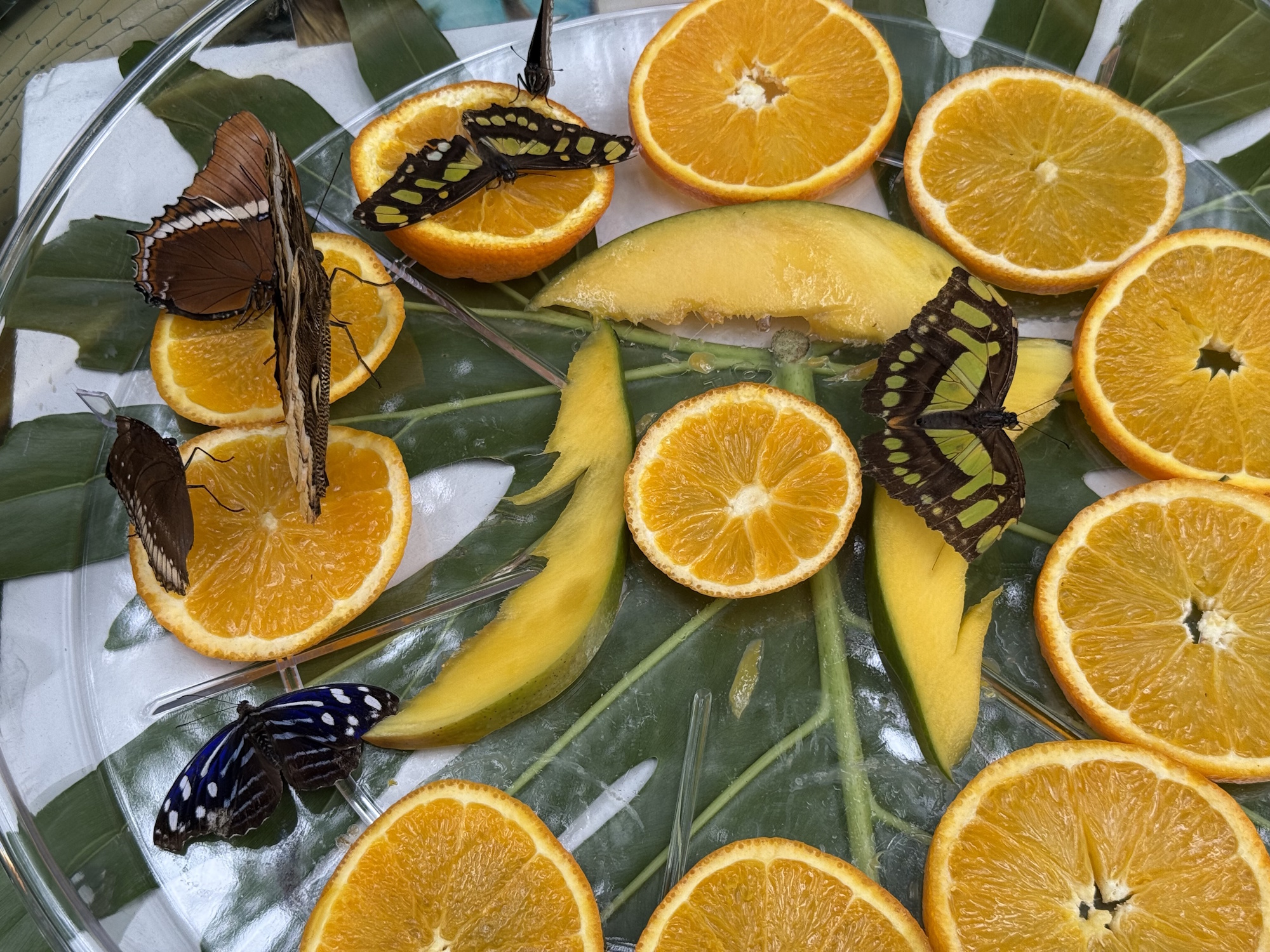 motyle na plasterkach pomarańczy