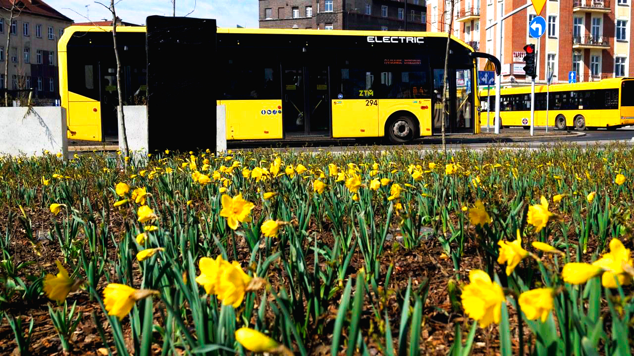 narcyzy na tle autobusów