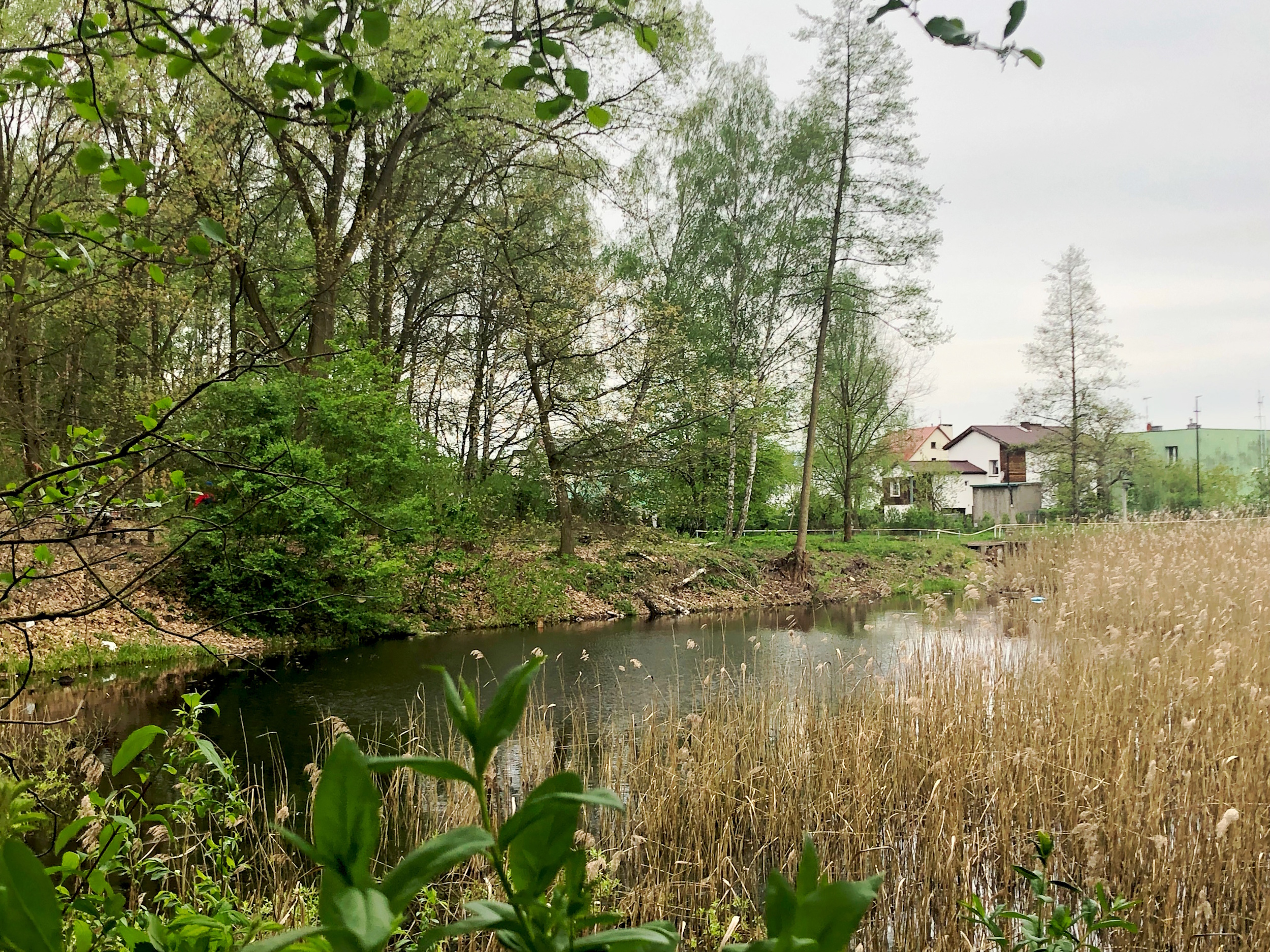 Staw Szuwarek