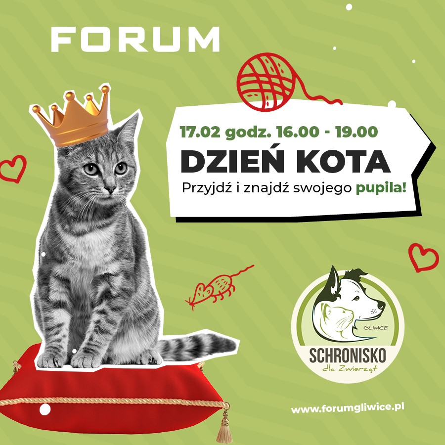 Światowy Dzień Kota – przyjdź, poznaj, adoptuj!