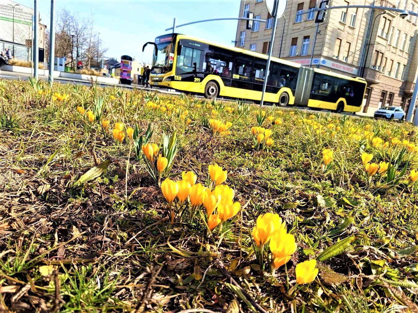 krokusy na trawniku, w oddali autobus