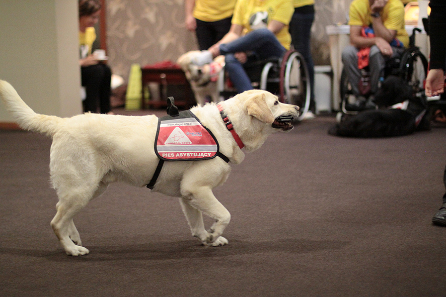 Kremowy pies niesie w zębach jakiś przedmiot. Ma szelki z napisem pies asystujący i logo Fundacji DOGIQ. W tle widoczne są osoby na wózkach inwalidzkich ze swoimi psami.
